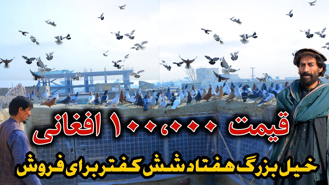 شوق در ولسوالی بگرامی | خیل بسته 100,000 هزار افغانی 76 کفتر به فروش میرسد |Group of pigeon for sale