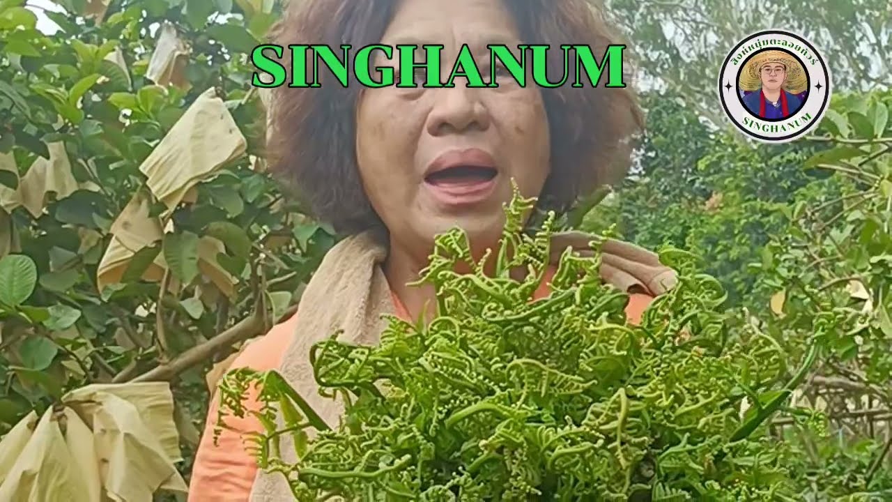 ผักกูดแซมในสวนฝรั่ง เก็บทุก 3 วัน ราคาดี รายได้งาม..