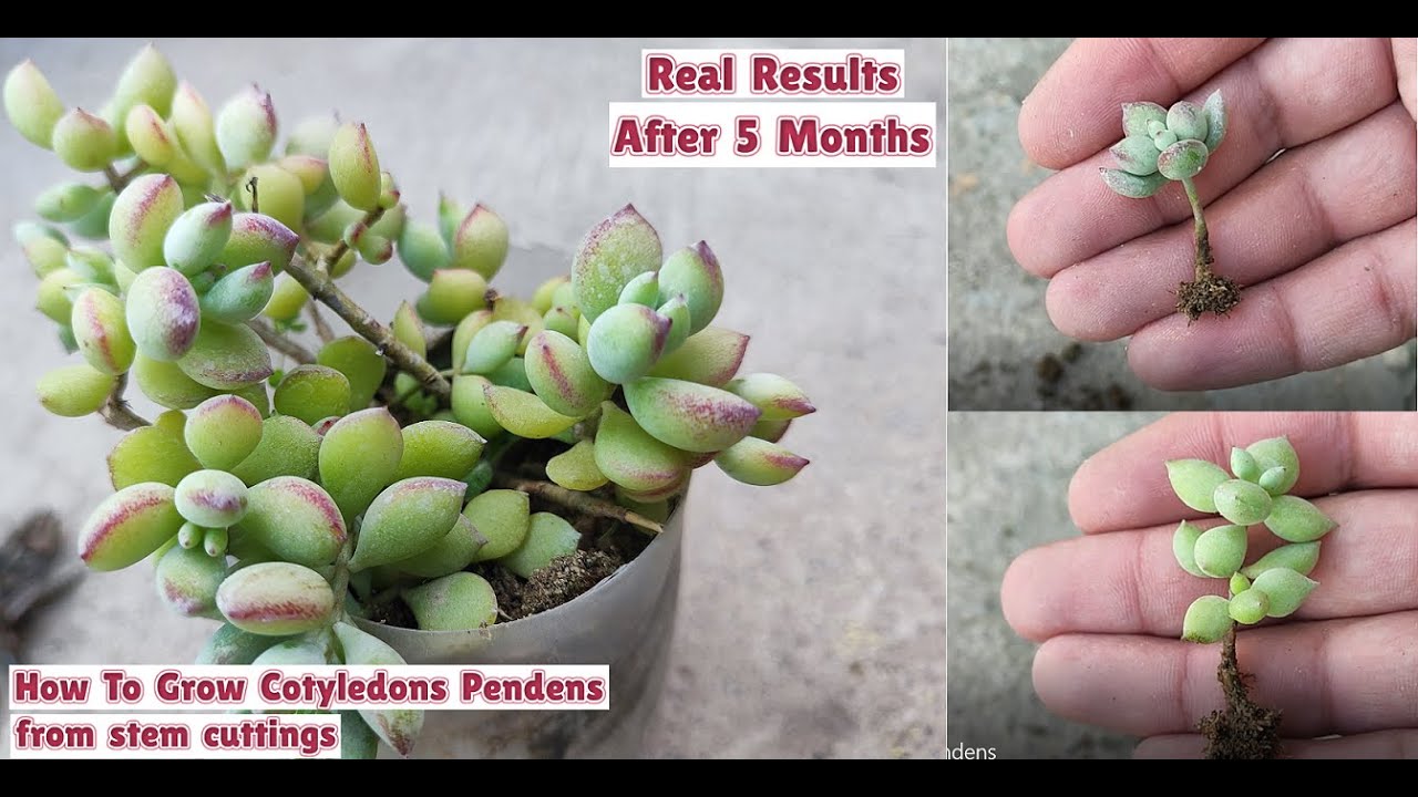 How to grow cotyledon pendens plants from stem cuttings | Propagation of cliff cotyledons