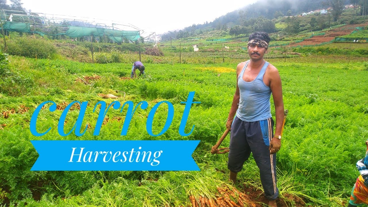 Carrot Harvesting in OOTY - Nilgiri media