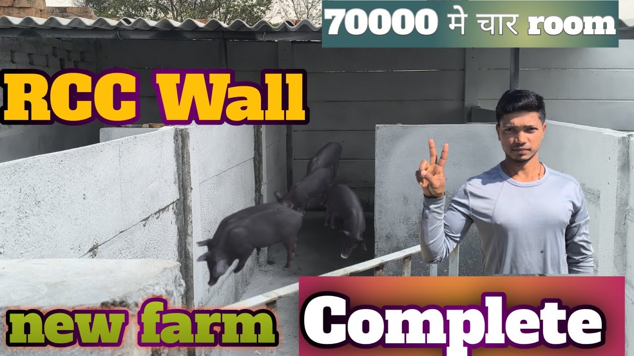 RCC wall से सुअर फार्म बनाए  बहुत ही कम खर्च में #pigfarming #pigfeed #pig 