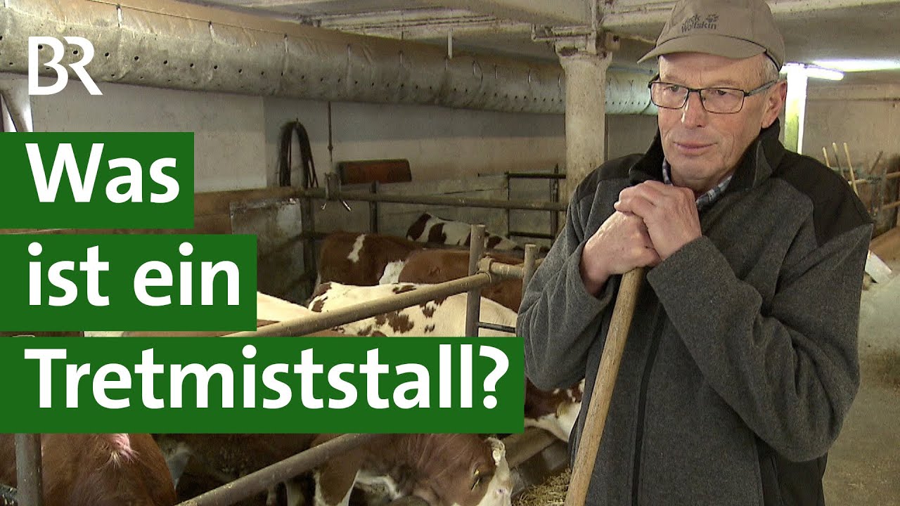 Rinder auf Stroh: Was ist ein Tretmiststall? | Unser Land | BR