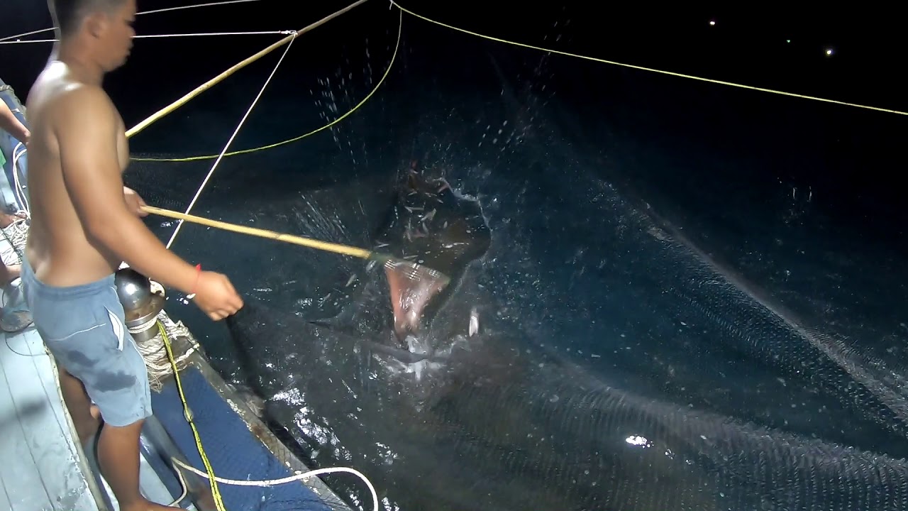 ไดหมึก ครอบหมึกทีเดียวเต็มอวน ได้เยอะมากๆ (Squid falling nets)