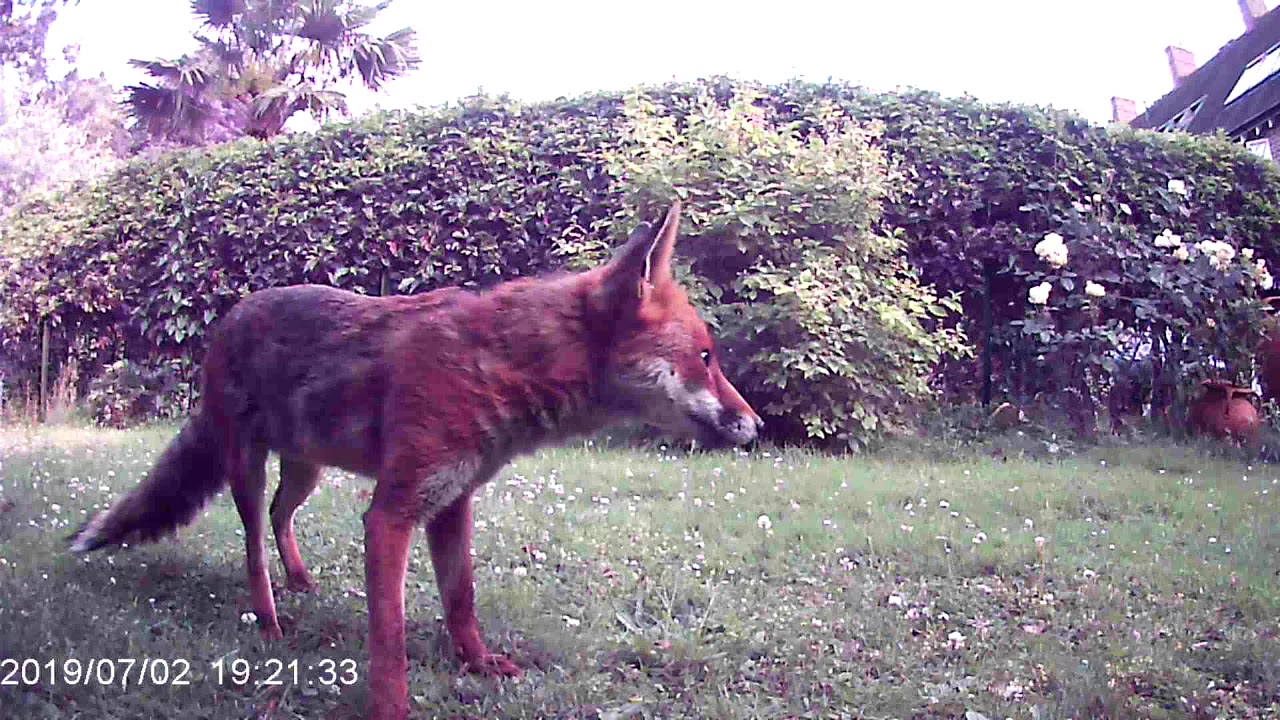 Debbie's Camera trap June 2019