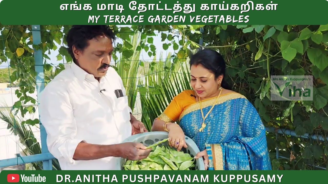 எங்க மாடி தோட்டத்தில் அதிசயம்... | Terrace Garden - Anitha Kuppusamy |Mottai Maadi Thottam