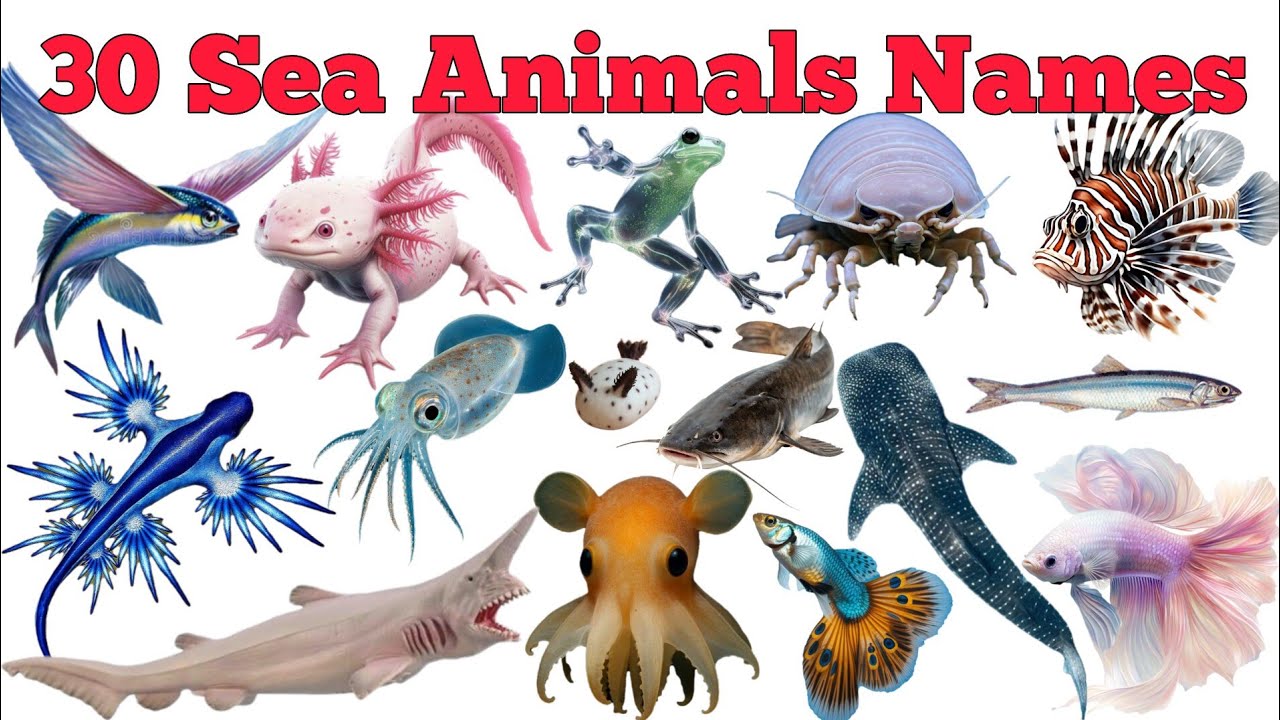 30 समुद्री जीवों के नाम | Sea Animals Names In English & Hindi | Fun Learning For Children