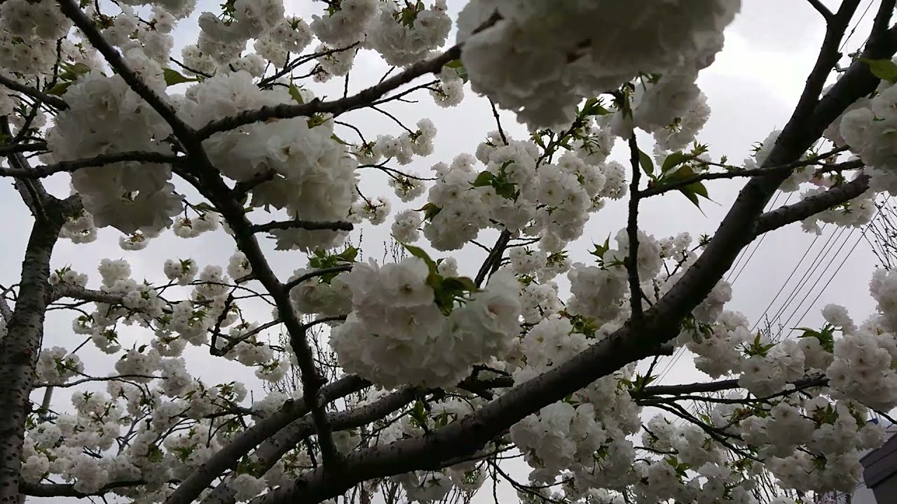 Sakura 2021 in Horinouchi, Adachi-ku, Tokyo, Japan | Cherry Blossom 2021 | part 1