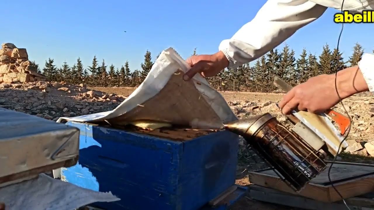 فحص خلية نحل في الشهر الأول من سنة 2022