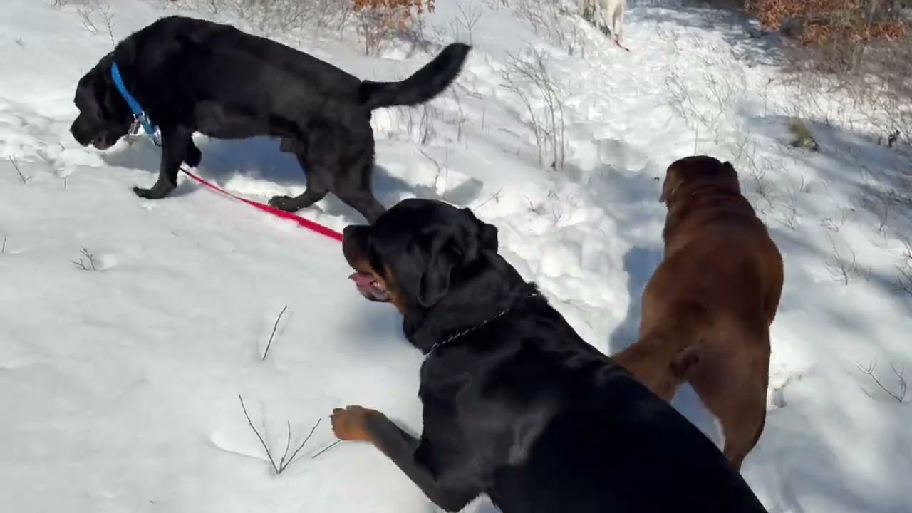 Dog walk Thursday 2/12/26