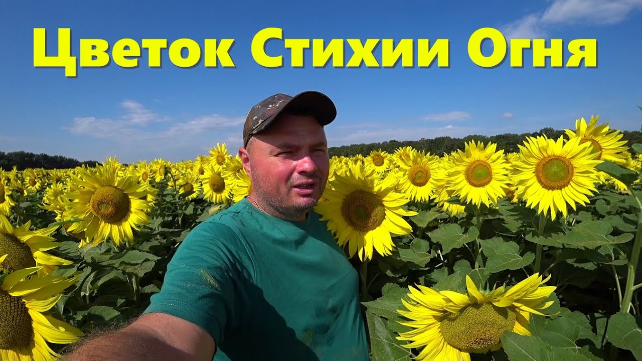 Объезд Полей После Дождей /КУКУРУЗА( Росагротрейд КСС 5291) : ПОДСОЛНЕЧНИК(Nuseed НХК12М010)