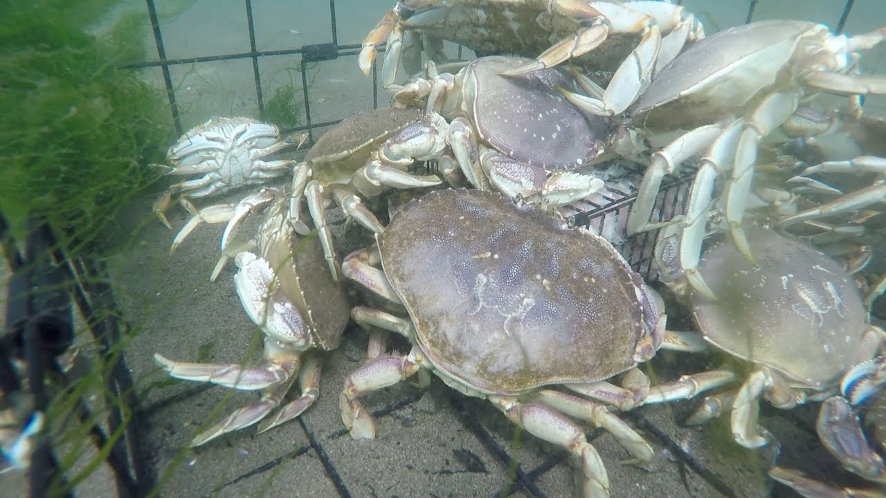 Saturday Night UNDERWATER Crabbing Livestream!