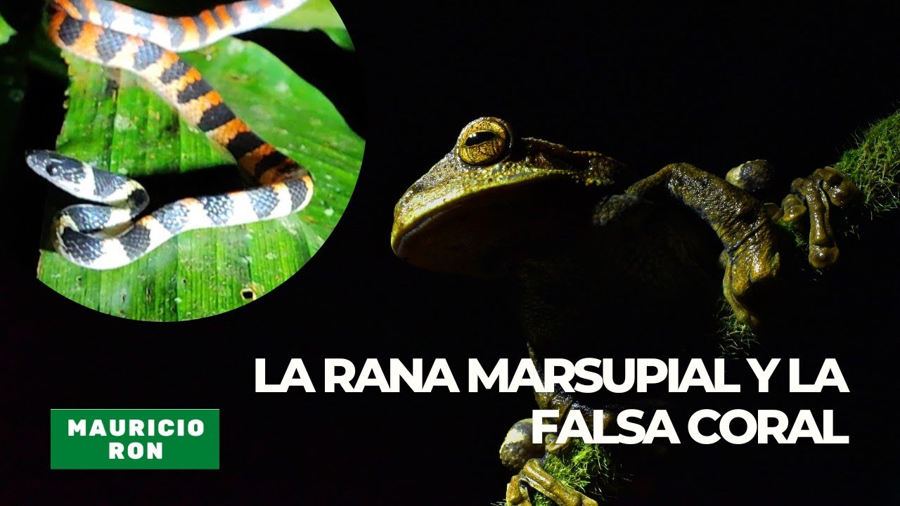 La rana 