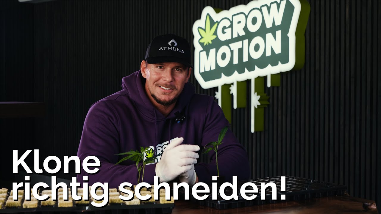 3 Tipps f&uuml;r Cannabis Klone - professioneller Anbau