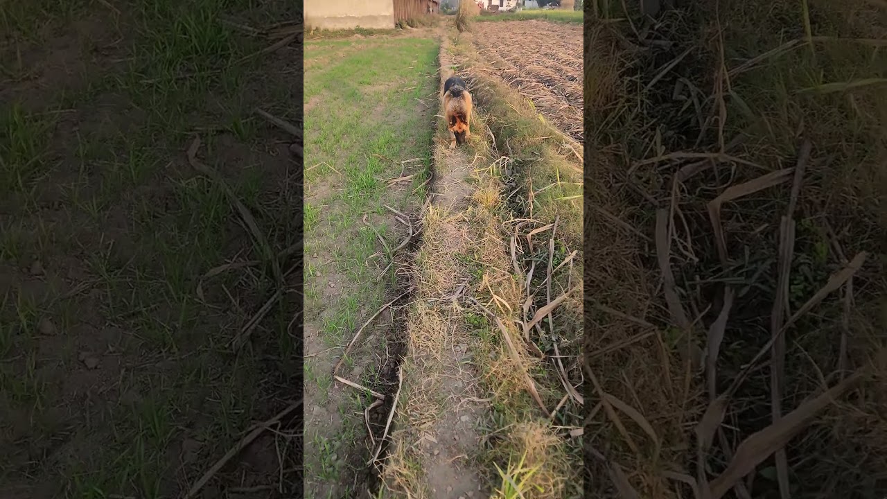 German shepherd dog 