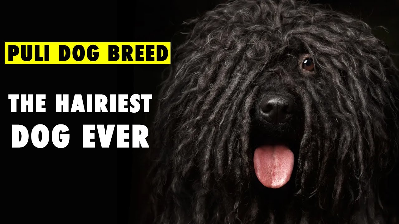Meet the PULI, the Dog with the MOST Hair in the World?