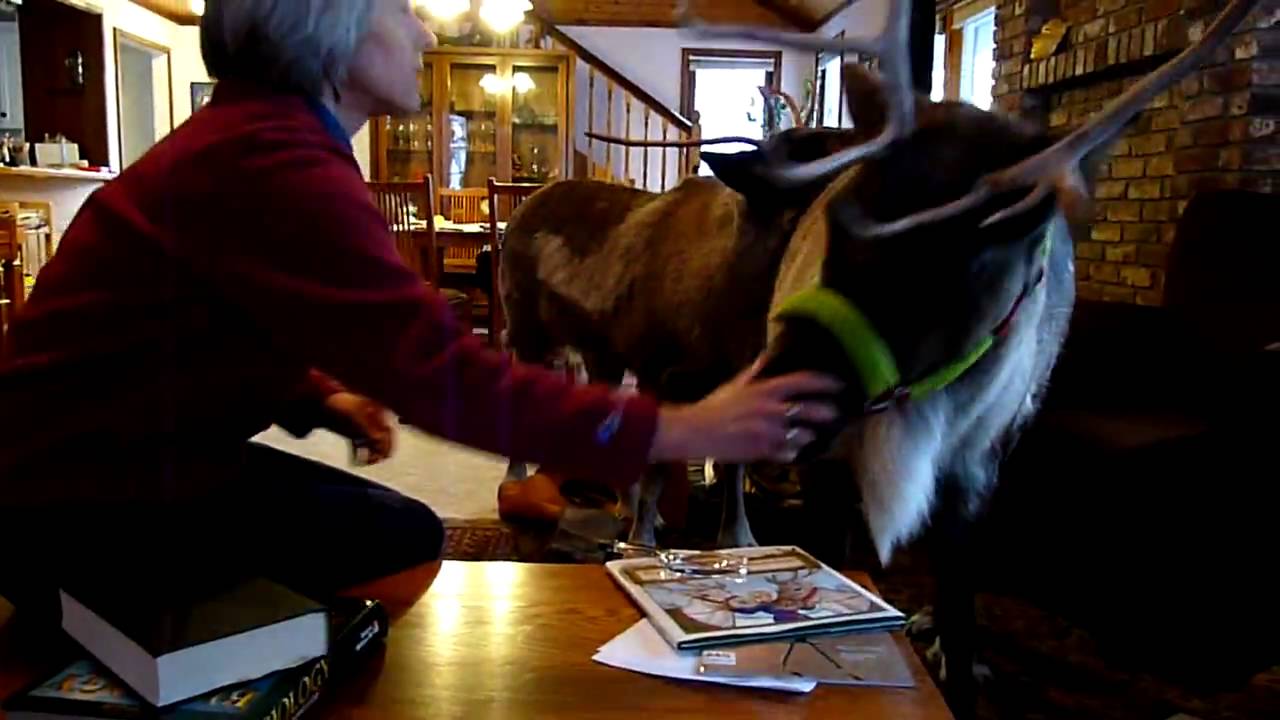 Reindeer in the house