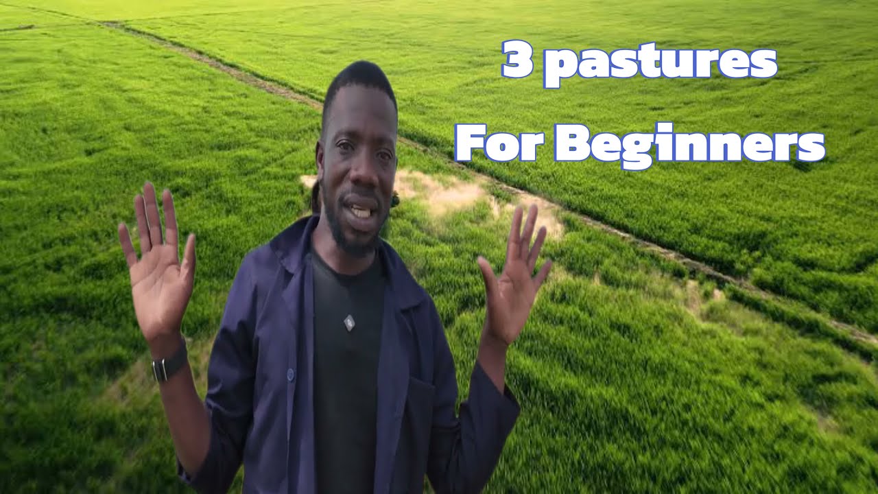 Yes, You Can Grow Pastures Without Any Experience  - 3 Simple Grasses For Beginners!
