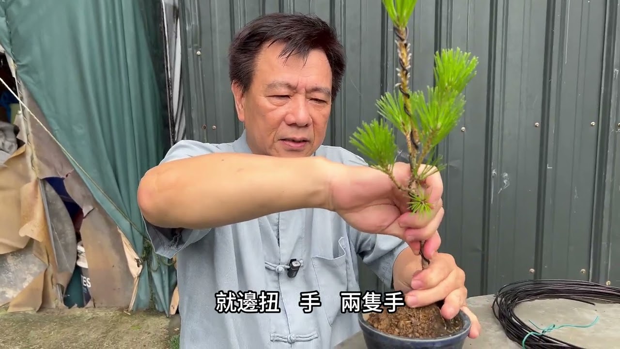 來了！大家許願期待已久的黑松基礎雕塑終於來了，如何從一棵小苗創作成盆景的基本操作課程#黑松基礎雕塑#林慶祥盆景藝術創作教學#bonsai