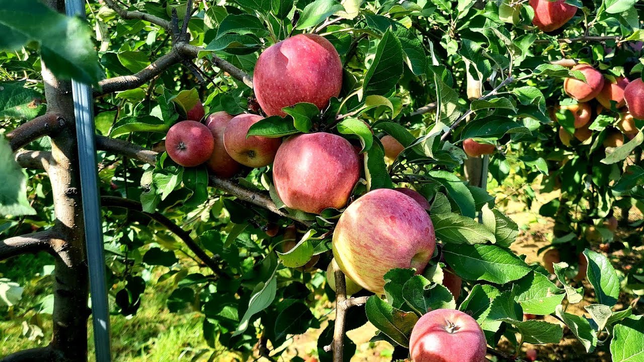 باغ سیب | Apple Garden