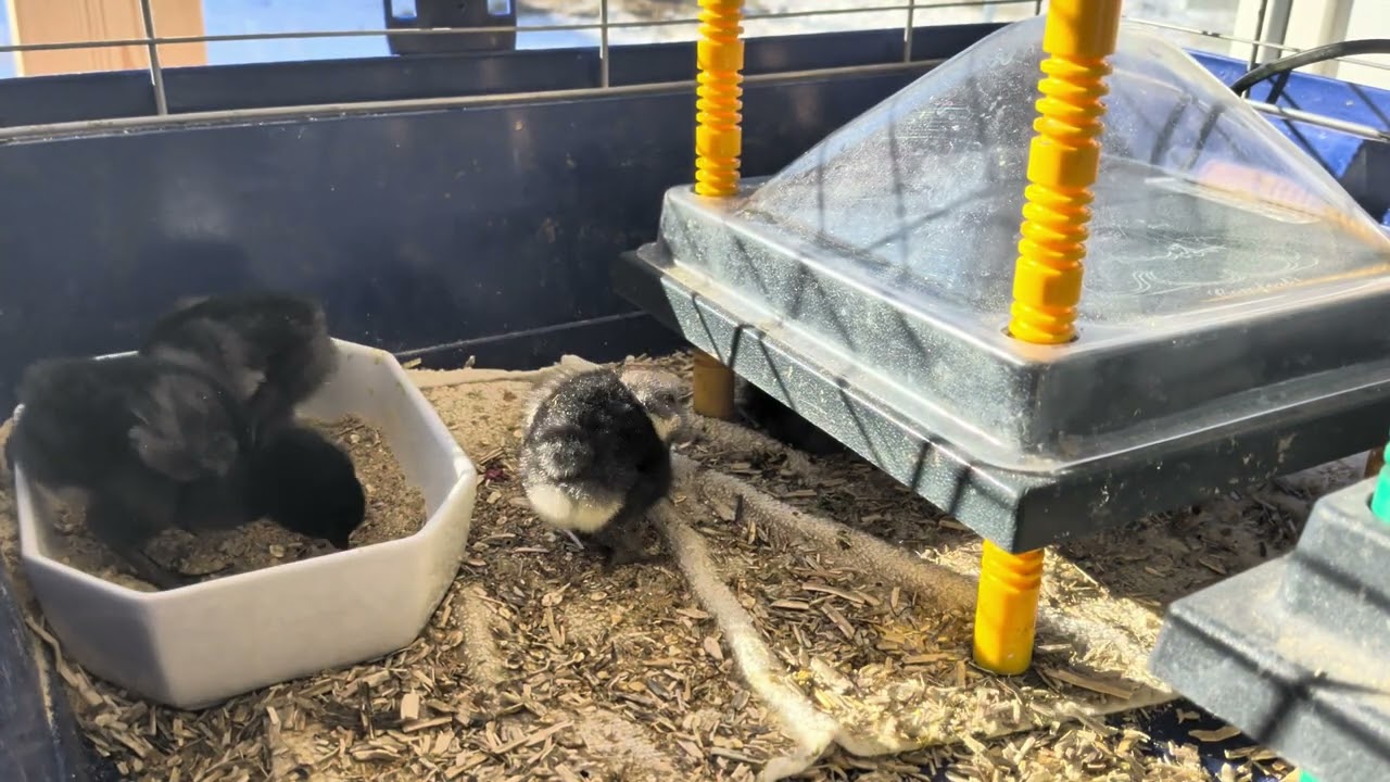 Kyllingernes først solstråle 