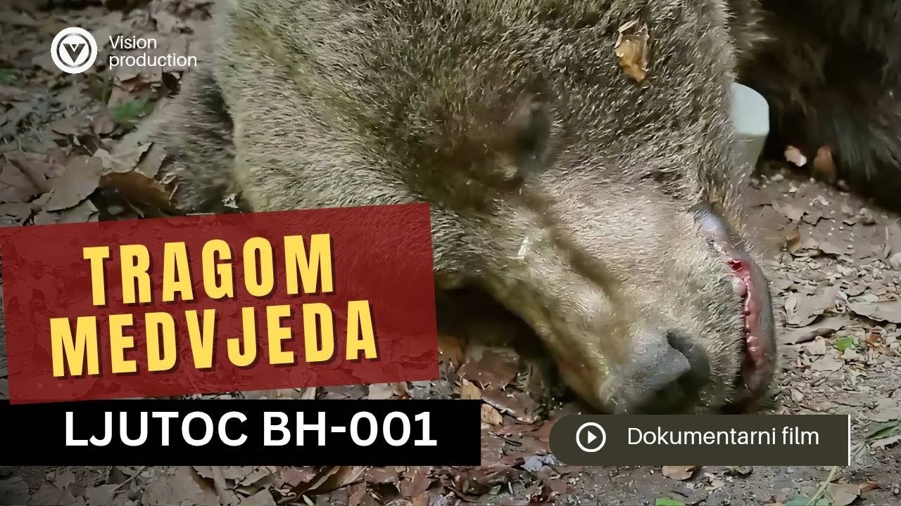 Smeđi medvjed Ljutoč BH-001 [Dokumentarni film] Nacionalni park Una