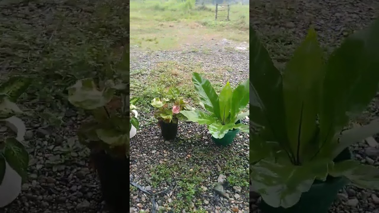 Bagyong Karding Update Rain #supertyphon #kardingPH #cordilliera #short #shorts