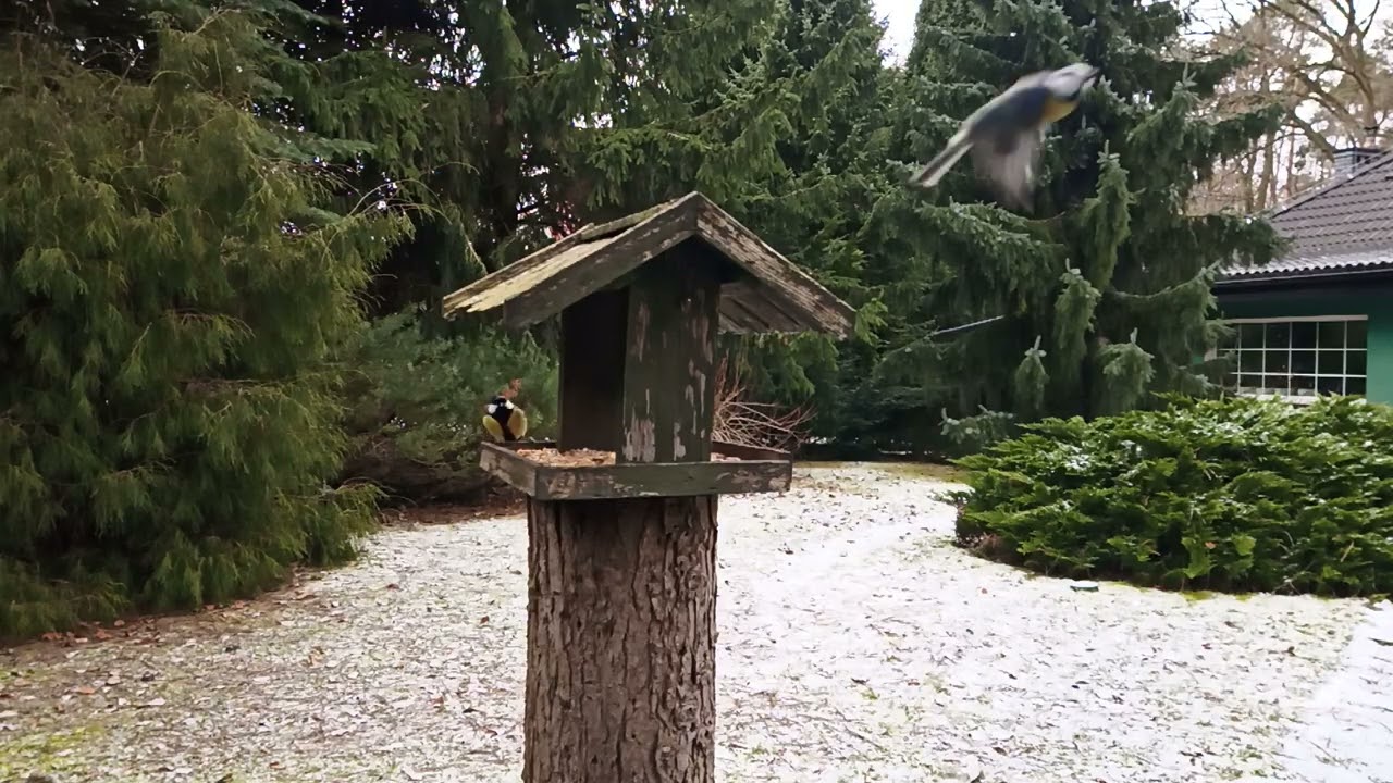 Feeding Wild Birds on Valentines