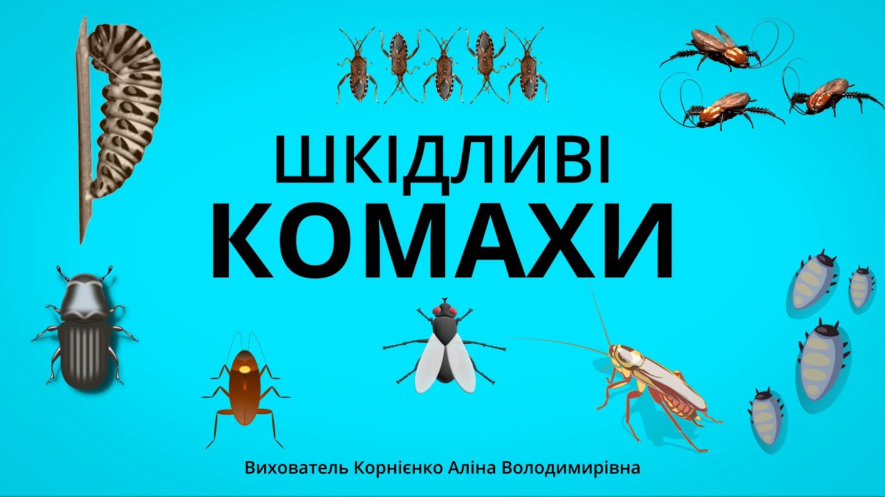 ШКІДЛИВІ КОМАХИ - Цікаві факти для дітей дошкільного віку
