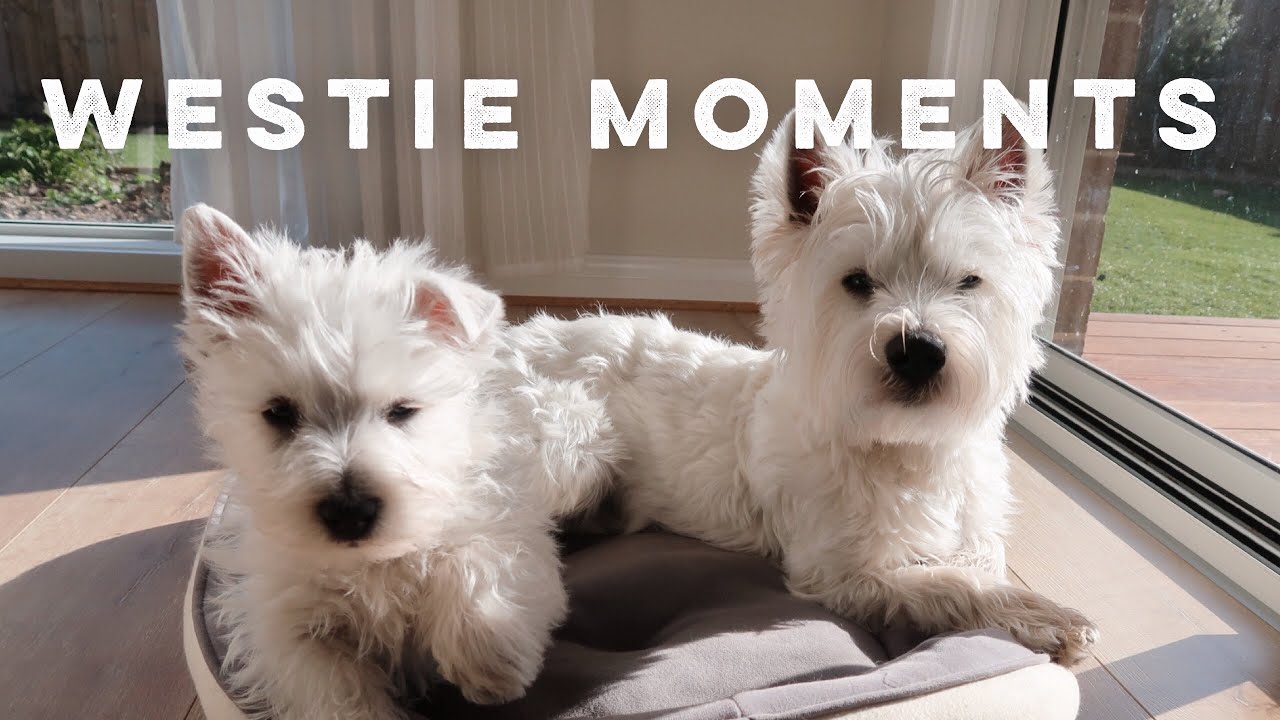 西高地狗狗日常｜Westie Boys