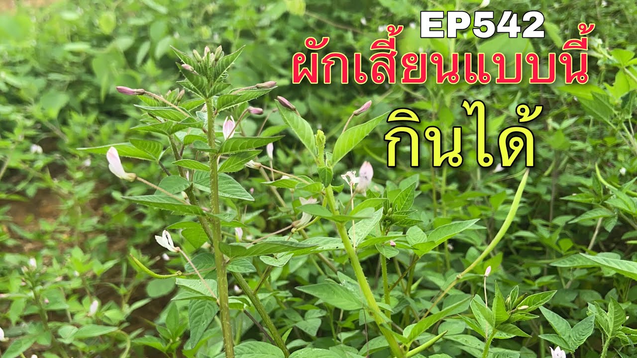 29/8/21เจอที่ไหนให้รีบเก็บผักเสี้ยนป่าเอามาดองอร่อยไม่แพ้ผักเสี้ยนบ้านเลย