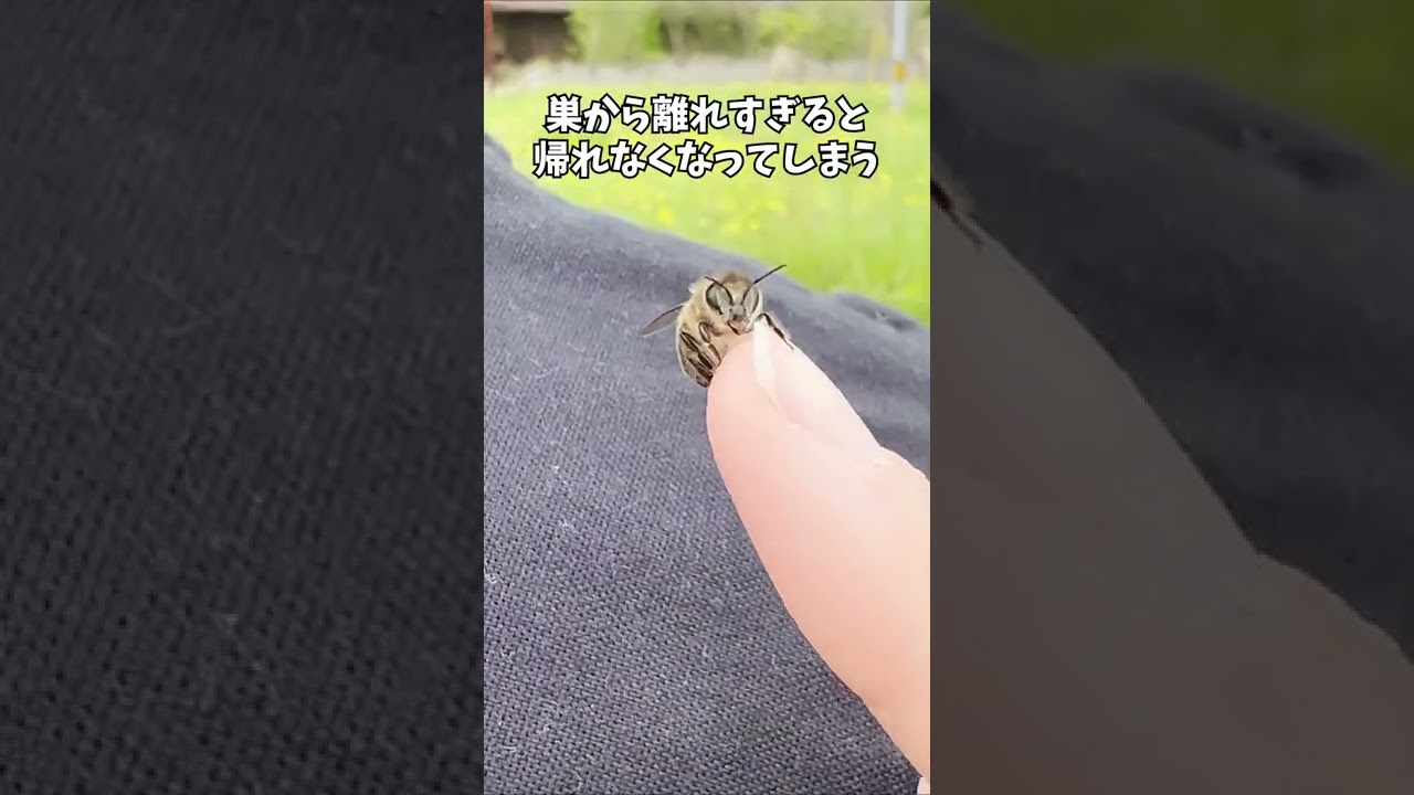 お見送りに来てくれた！？ニホンミツバチ 。私は京都の週末養蜂家！ #Shorts