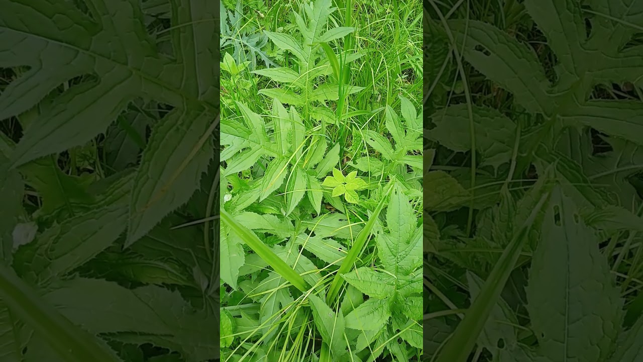 Ostrożeń warzywny (Cirsium oleraceum), liście.