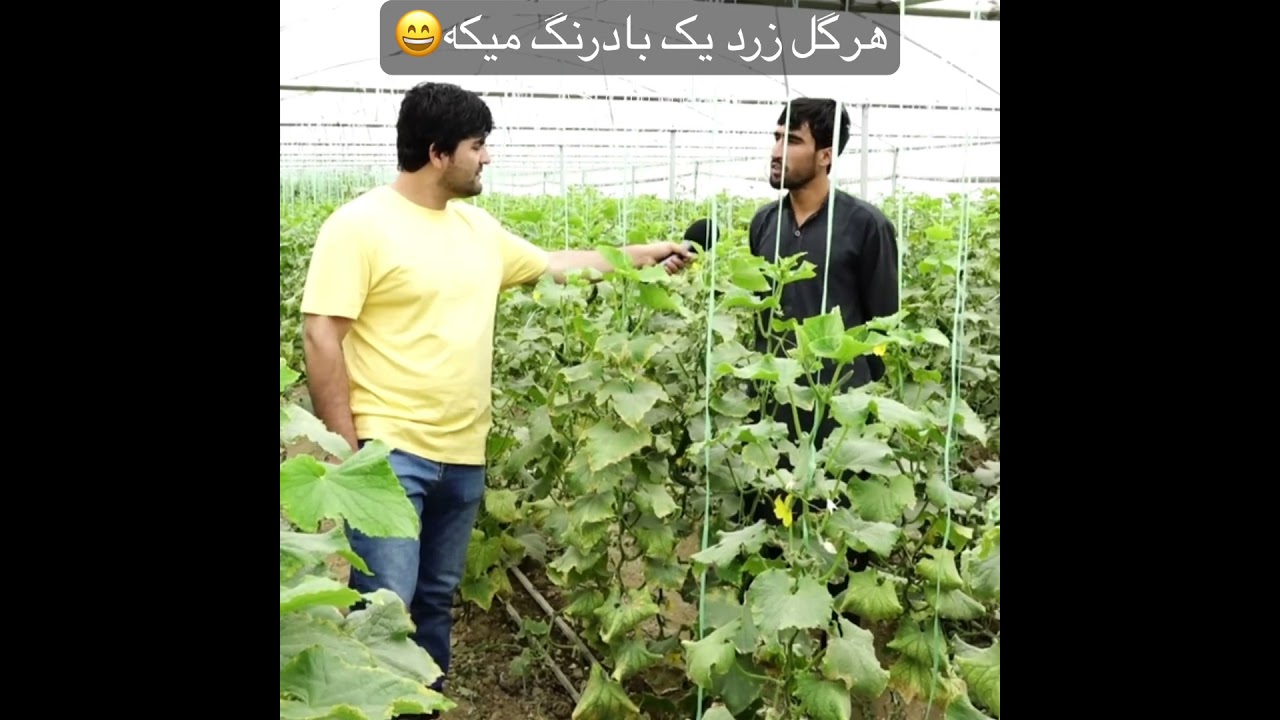 ای تو چی جریان داره!#edits #afghani #afghanistan #afghanistani #homayounafghan