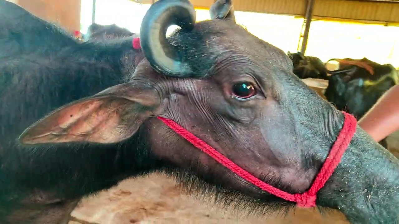 NUMBER 8950034428 Biggest Udder Quality Super Buffalo For Sale At Dharmvir Dairy Farm Karnal
