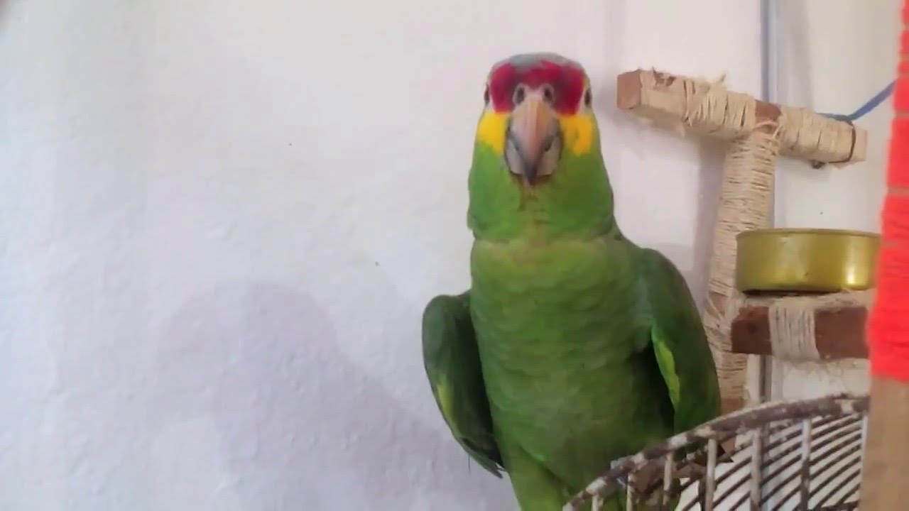 UN LORO AMAZONA 