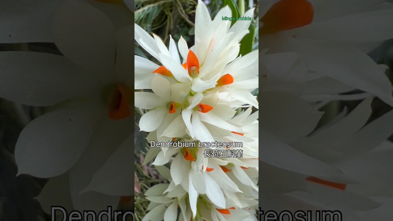 Dendrobium bracteosum 長苞石斛蘭 