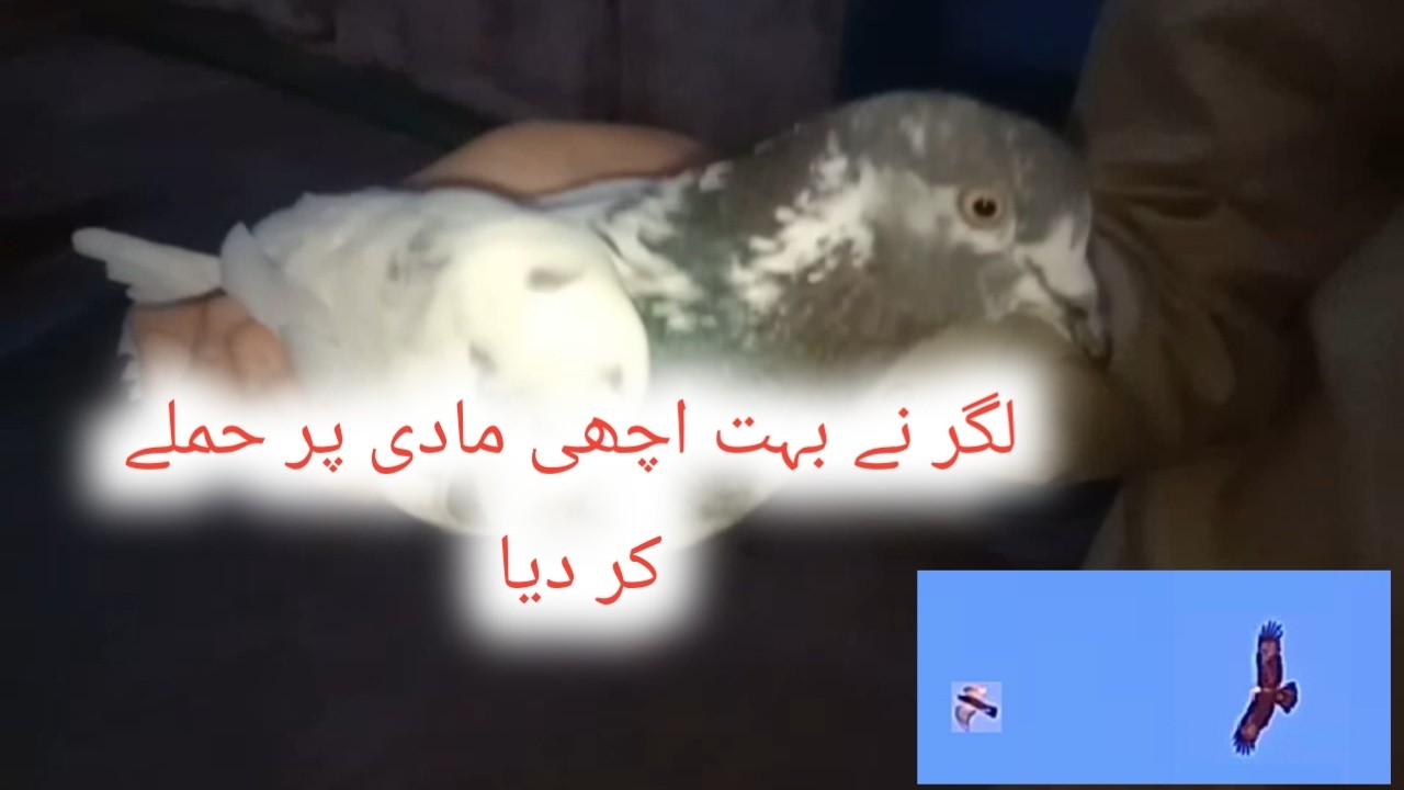 BoHT ACHI MADI KO LAGAR NAY ZAHMI KAR DIYA
