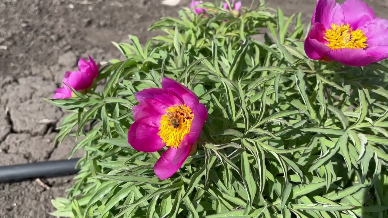 Peony - Royal Tot