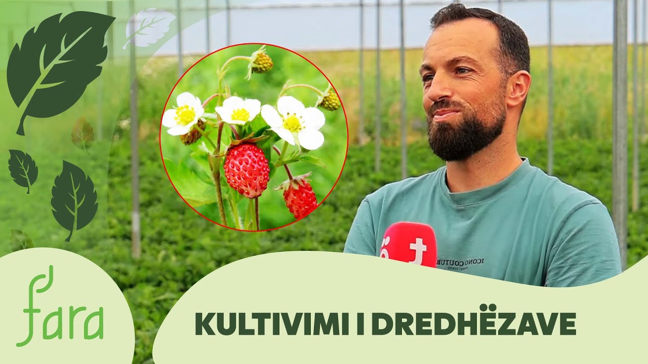 Fara - Kultivimi i dredhëzave | @teve1