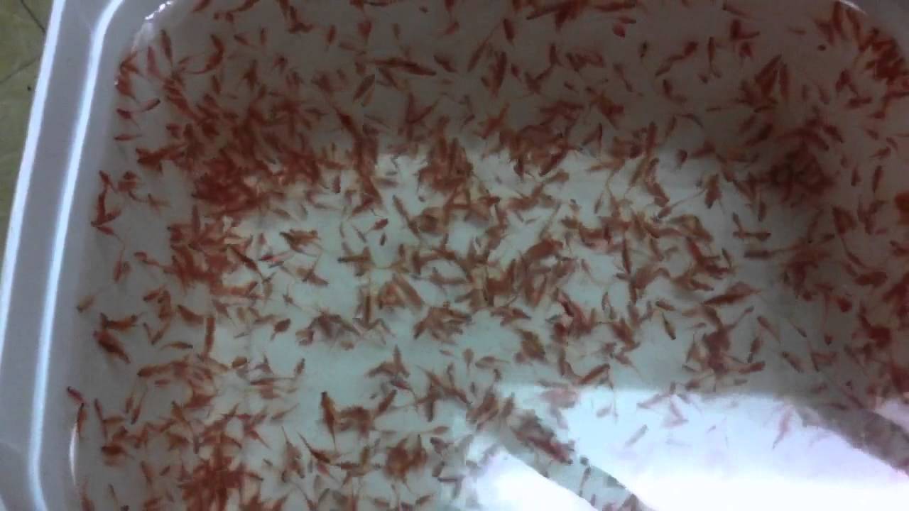 Alimentando peixes com ARTÊMIAS (Aquarismo)