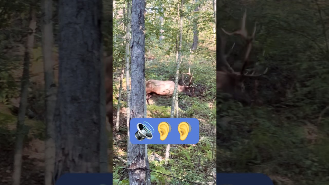 Elk Rut 2025 