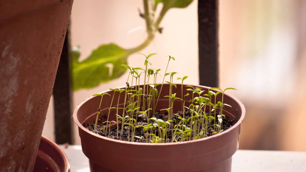 Creixement de julivert - Timelapse