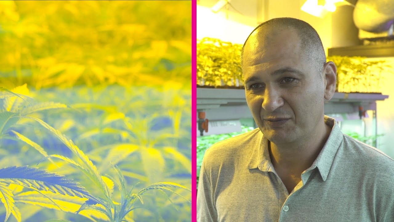 Verbot f&uuml;r Hanf-Growshops? Ein Betreiber spricht &uuml;ber seine Sorgen