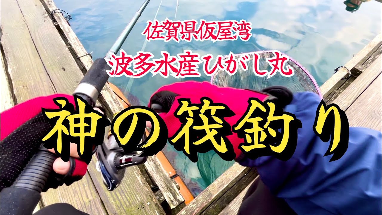 【神の筏釣り in 波多水産ひがし丸】素晴らしすぎる釣り場‼️釣れる魚は全て巨大サイズばかり‼︎佐賀県仮屋湾 波多水産ひがし丸さんの筏釣り‼︎ #181 福岡釣部 in 福岡・糸島・佐賀・玄界