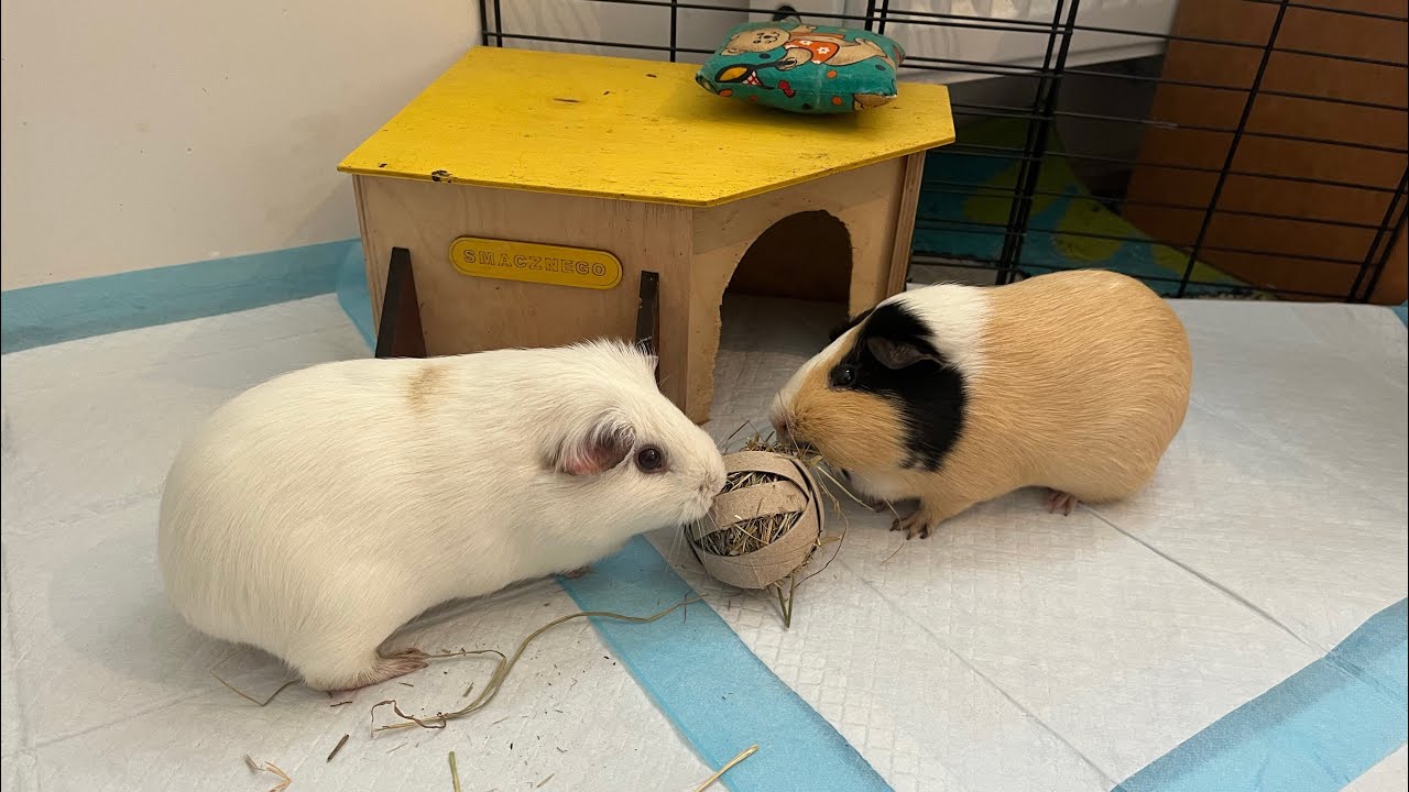 Ogarniam u świnek po powrocie z wyjazdu!! Vlog ze świnkami!!🐹🐹