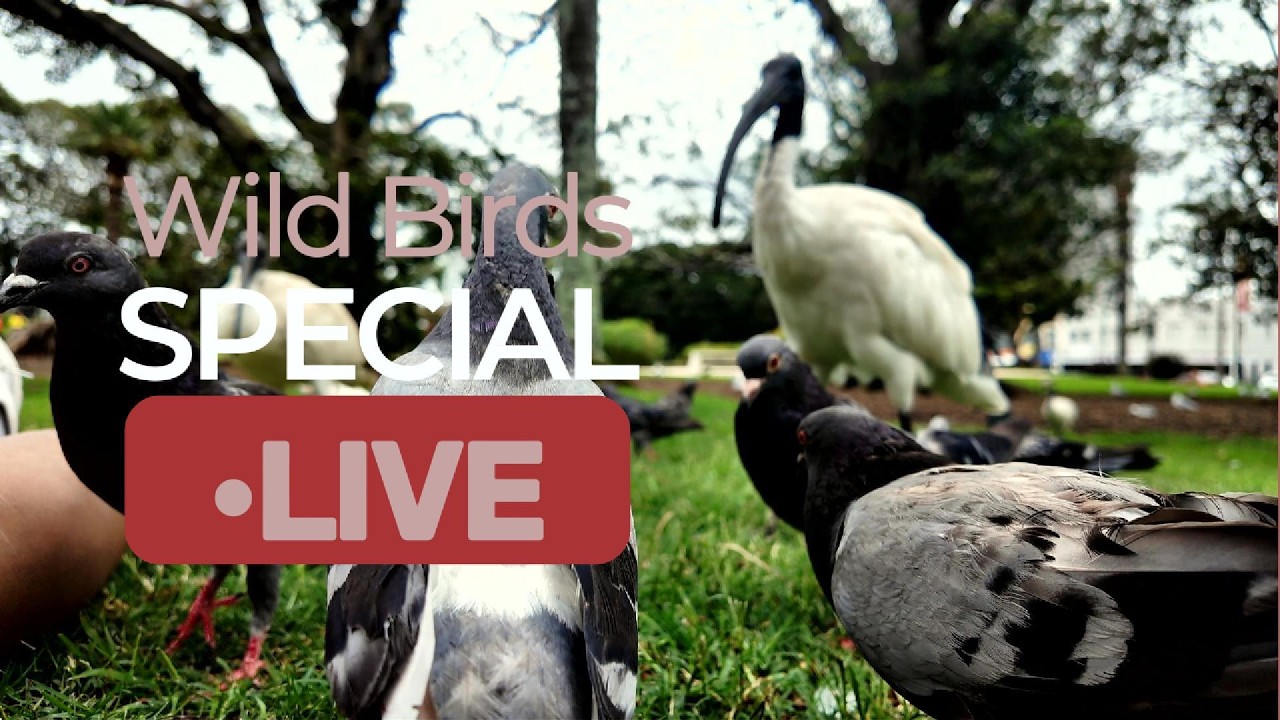 Wild Birds Special: Parrot Behavior & Beautiful Song