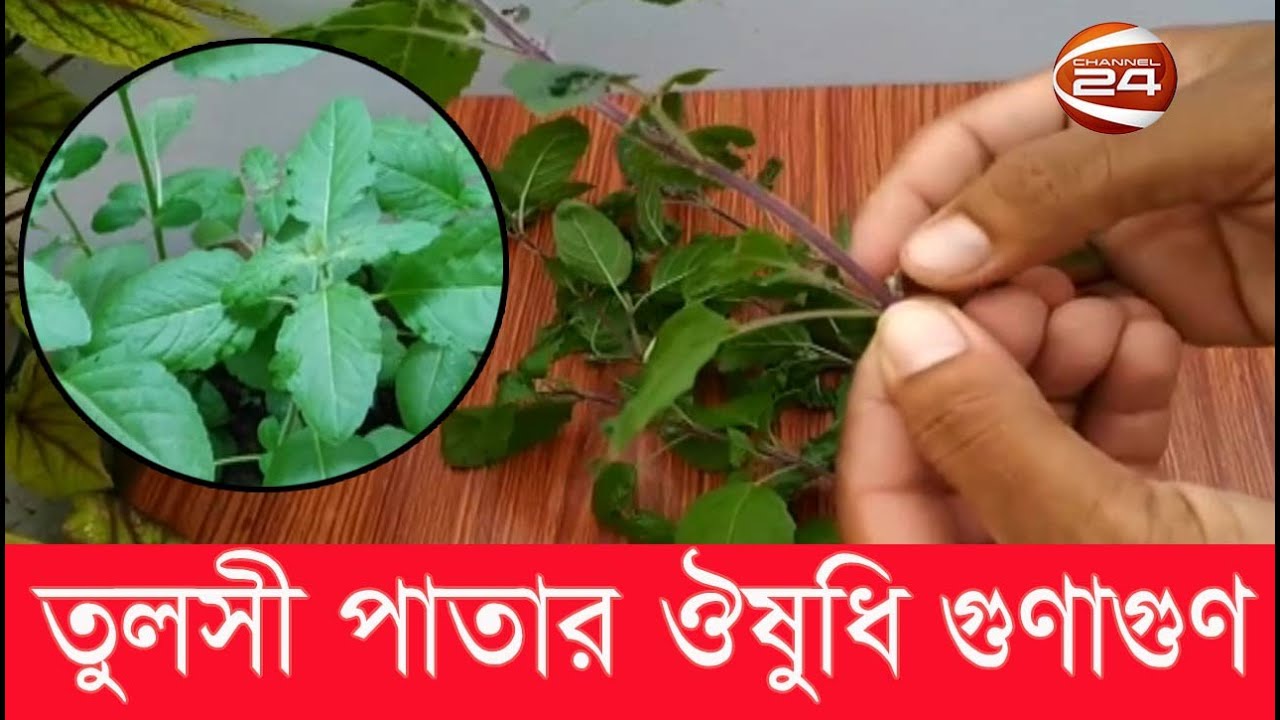 ভেষজ চিকিৎসায় তুলসী পাতা