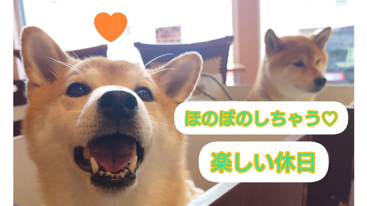【柴犬2ひきの楽しい休日♡】大通公園＆mofmof garden/2025年11月 #28