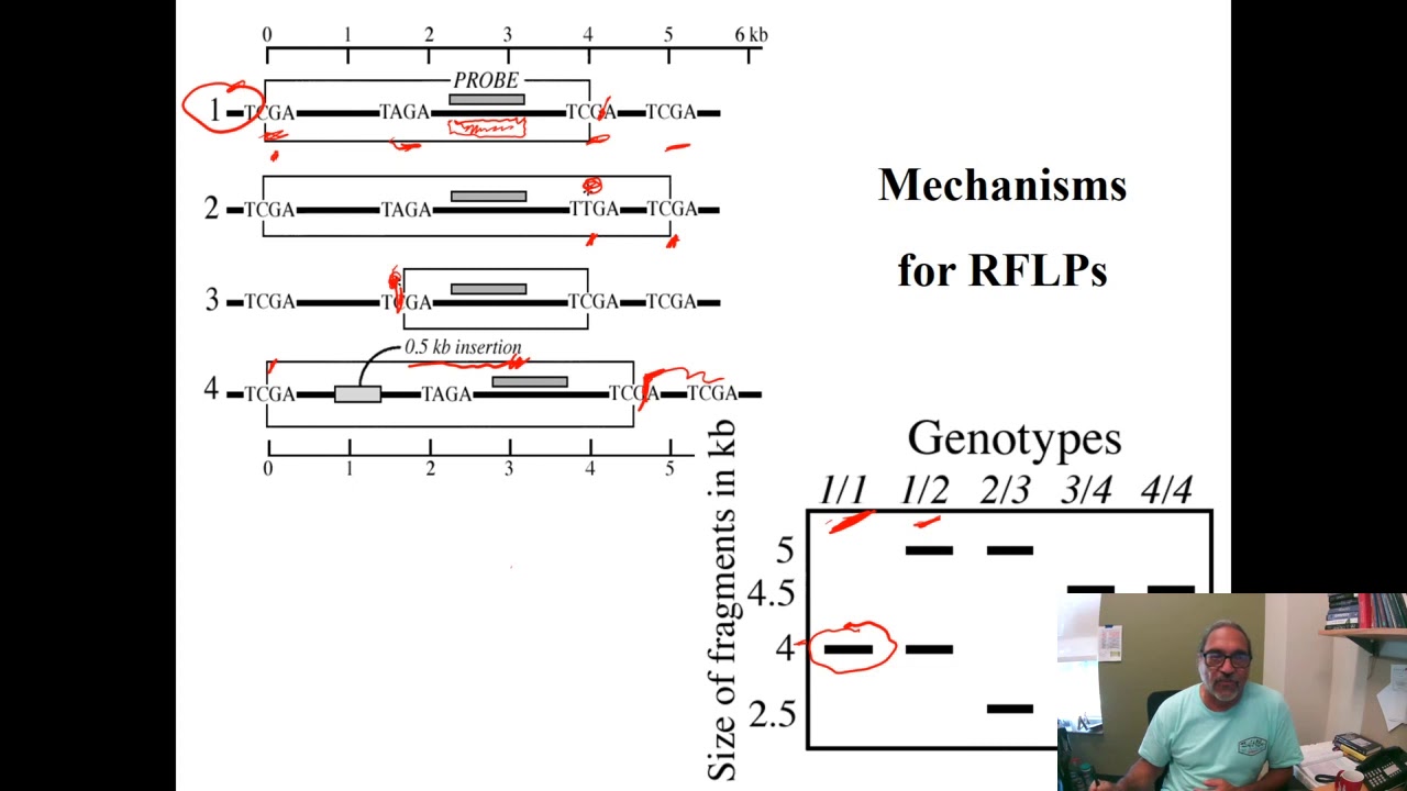 Synthesis: RFLP & PCR