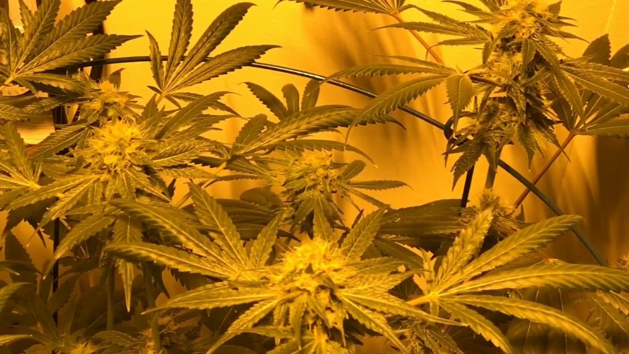 review Goji Power OG
